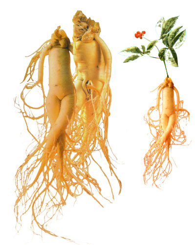 American ginseng